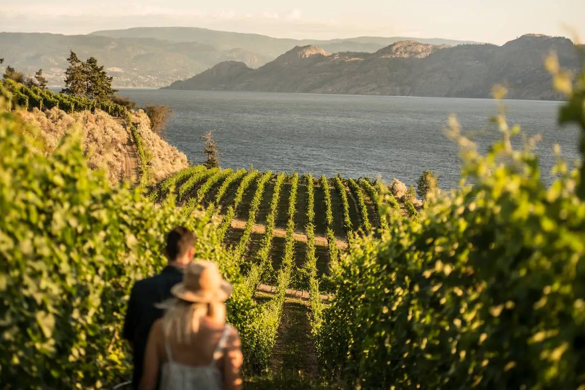A couple at Evolve Cellars Vineyard with views of Okanagan Lake. The couple is walking away from the viewer, through the vineyard in a romantic setting, with golden sun, bright, lush vines and Okanagan Lake in the background.