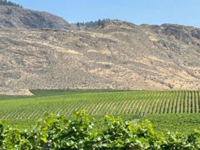 Vineyards in South Osoyoos